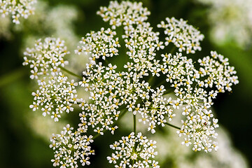 Image showing White blossom on green background