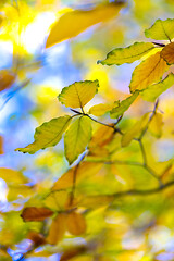 Image showing Beech leaves in autumn