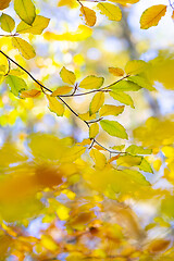 Image showing Beech leaves in autumn