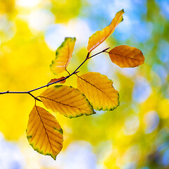 Image showing Beech leaves in autumn