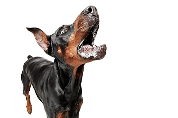 Image showing Doberman Dog Isolated on White Background in studio