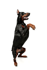 Image showing Doberman Dog Isolated on White Background in studio