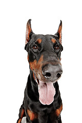 Image showing Doberman Dog Isolated on White Background in studio