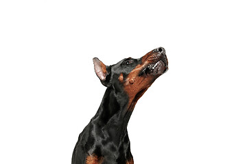 Image showing Doberman Dog Isolated on White Background in studio