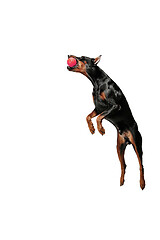 Image showing Doberman Dog Isolated on White Background in studio