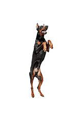 Image showing Doberman Dog Isolated on White Background in studio