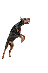 Image showing Doberman Dog Isolated on White Background in studio