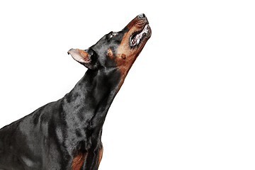 Image showing Doberman Dog Isolated on White Background in studio