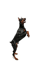 Image showing Doberman Dog Isolated on White Background in studio