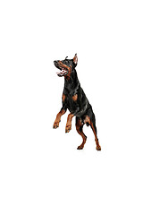 Image showing Doberman Dog Isolated on White Background in studio