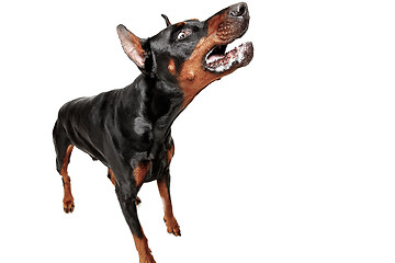 Image showing Doberman Dog Isolated on White Background in studio