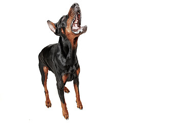 Image showing Doberman Dog Isolated on White Background in studio