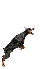 Image showing Doberman Dog Isolated on White Background in studio