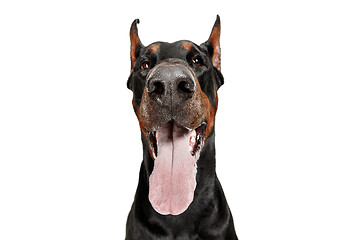 Image showing Doberman Dog Isolated on White Background in studio