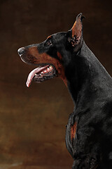 Image showing Doberman Pinscher, emotional dog on studio background