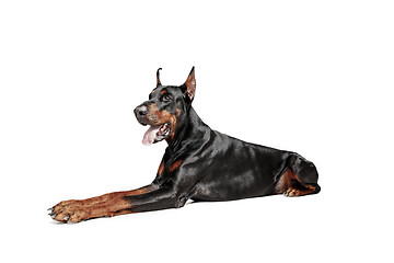 Image showing Doberman Dog Isolated on White Background in studio