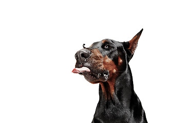 Image showing Doberman Dog Isolated on White Background in studio