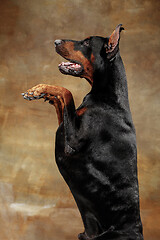 Image showing Doberman Pinscher, emotional dog on studio background