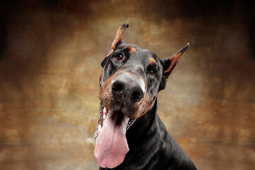 Image showing Doberman Pinscher, emotional dog on studio background