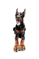 Image showing Doberman Dog Isolated on White Background in studio