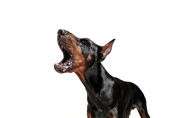 Image showing Doberman Dog Isolated on White Background in studio