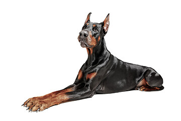 Image showing Doberman Dog Isolated on White Background in studio