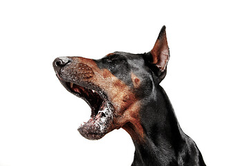 Image showing Doberman Dog Isolated on White Background in studio