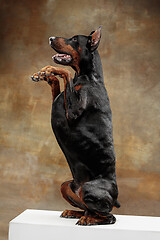 Image showing Doberman Pinscher, emotional dog on studio background