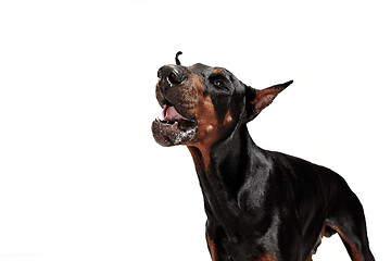 Image showing Doberman Dog Isolated on White Background in studio