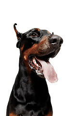 Image showing Doberman Dog Isolated on White Background in studio