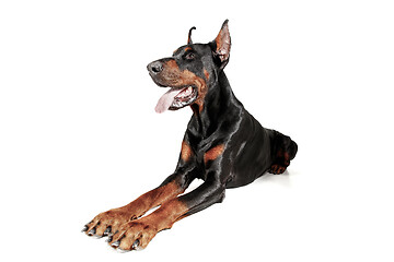 Image showing Doberman Dog Isolated on White Background in studio