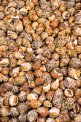 Image showing Snails Food