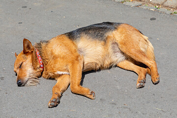 Image showing Sunbathing Dog