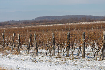 Image showing Vineyard at Winter