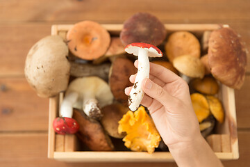 Image showing hand holding russule over box of edible mushrooms