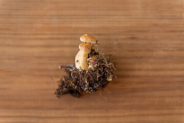 Image showing variegated bolete on wooden background