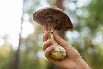 Image showing close up of female hand with mushroom in forest