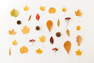 Image showing dry autumn leaves, rowanberries and pine cones