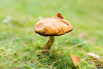 Image showing brown cap boletus mushroom in autumn forest