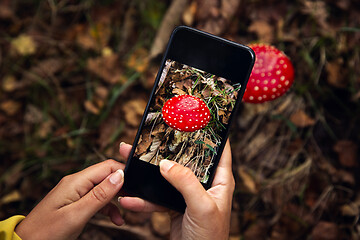 Image showing Mushroom identification