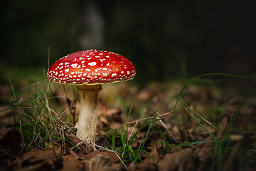 Image showing Amanita mushroom