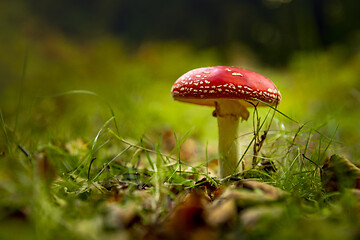 Image showing Amanita mushroom