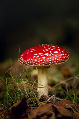 Image showing Amanita mushroom