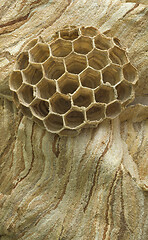 Image showing Hornet Nest Hive Background