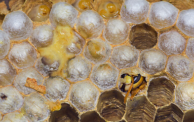 Image showing Hatching European Hornet