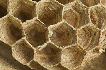 Image showing European Wasp Eggs