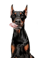 Image showing Doberman Dog Isolated on White Background in studio