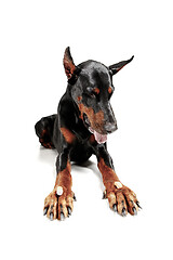 Image showing Doberman Dog Isolated on White Background in studio