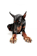 Image showing Doberman Dog Isolated on White Background in studio