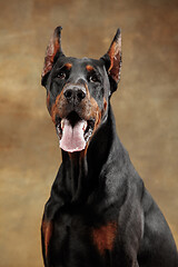 Image showing Doberman Pinscher, emotional dog on studio background